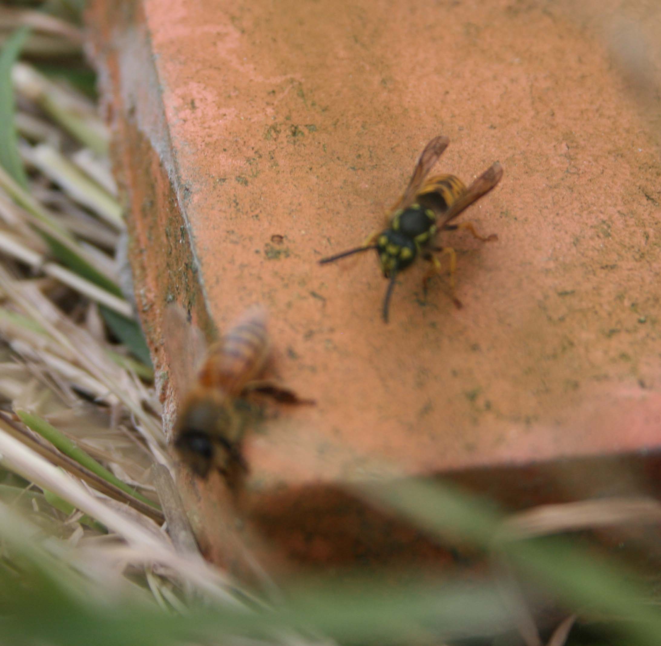 wasps-attacking-bees 068a.jpg